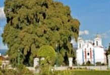 El Tule Tree, Teotitlan Village & Mitla Ruins Tour